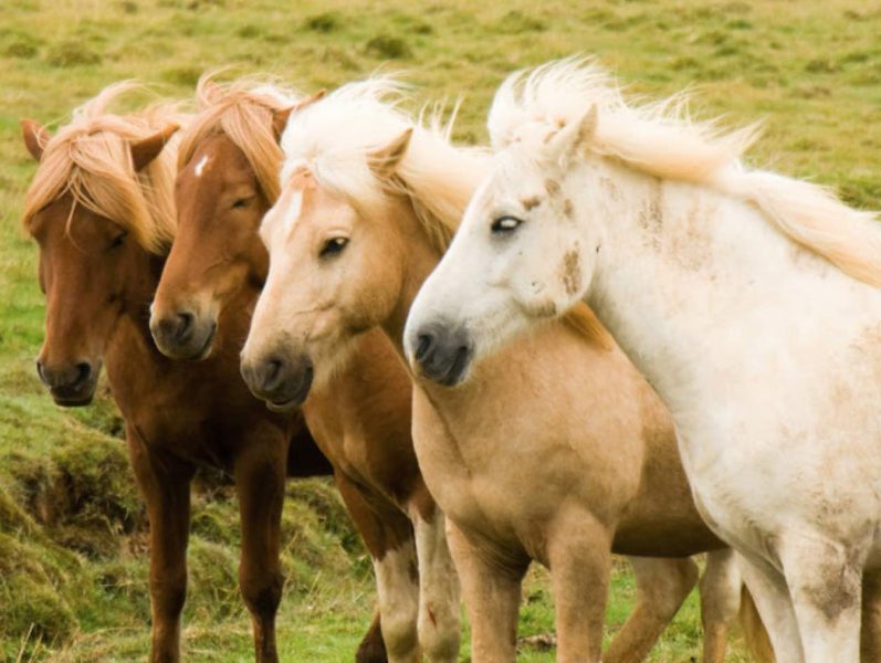 Caballos en Islandia: Todo lo que debes saber sobre el caballo Islandés