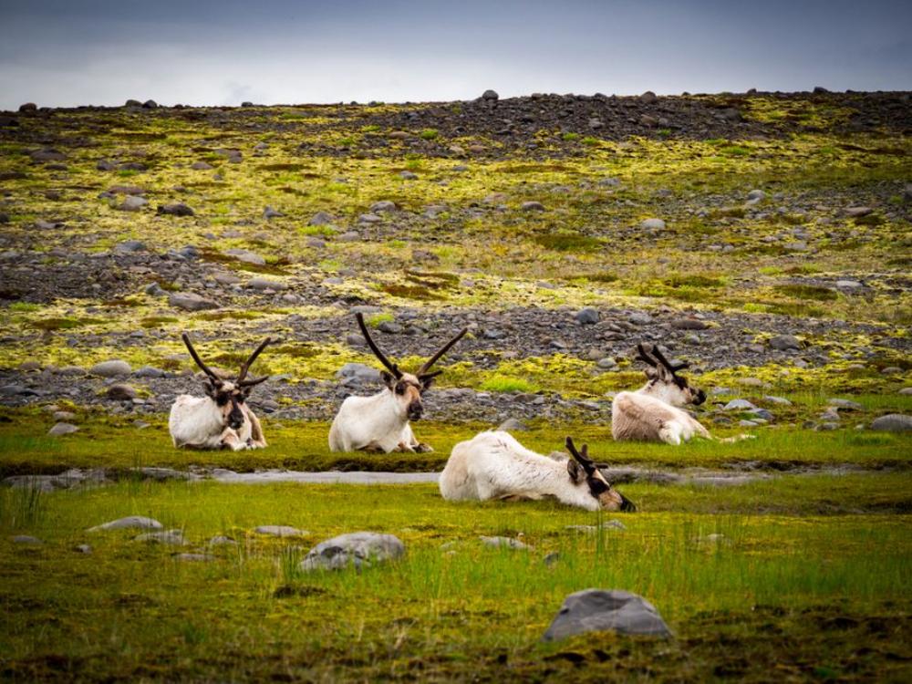 Reindeer in Iceland